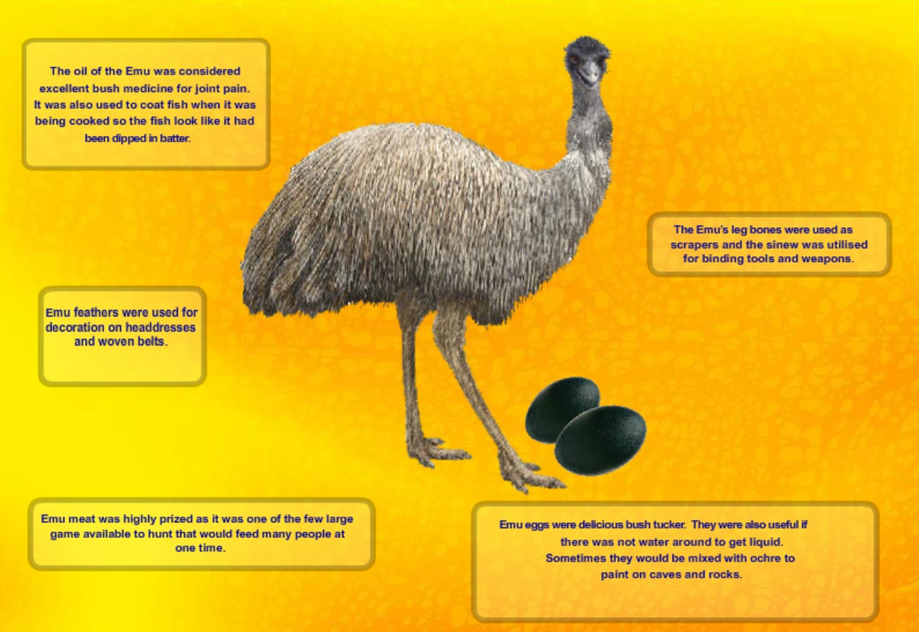 Emu Poster (Interactive) - Crackerjack Education